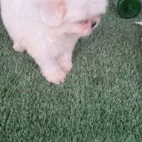 توله شتزو نر سوپر فلت سفید|سگ|قائم‌شهر, |دیوار