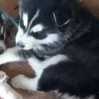 گمشده توله سگ هاسکی