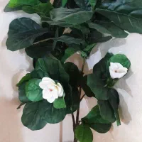 درختچه وارداتی