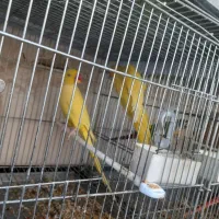 طوطی ملنگو زرد