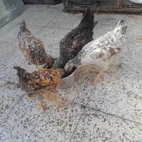 جوجه ۷۰روزه گلپایگان