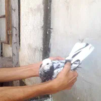 کبوتر پرشی باضمانت  نسل و ذات امضا شد