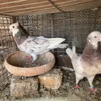 کبوتر پرشی