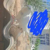 کبوتر|پرنده|سیمین شهر, |دیوار