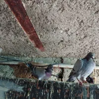 کبوتر زاجر