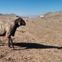 قوچ دونیم سال