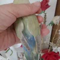 طوطی سبز کاهویی|پرنده|تهران, باشگاه نفت|دیوار