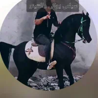 مادیون عرب مدرک دار