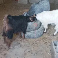 فروش بزغاله|حیوانات مزرعه|گلپایگان, |دیوار