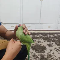 طوطی ملنگو ماده 2 ساله دستی دستی|پرنده|اهواز, کمپلو شمالی|دیوار