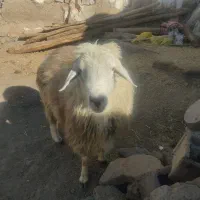 ارشق|حیوانات مزرعه|ارشق, |دیوار