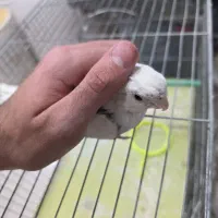 عروس هلندی|پرنده|اشنویه, |دیوار