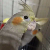 جوجه عروس هلندی دون خور یک ماه و نیم