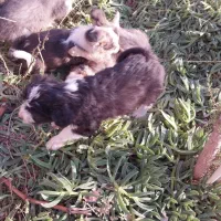 توله سگ شیتزو|سگ|پرند, فاز ۴|دیوار