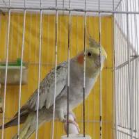 عروس هلندی نر