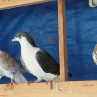 کبوتر چادری بسیار زیبا