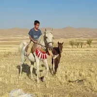 مادیون آبستن و کره مادیون