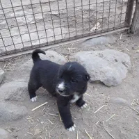 واگذاری|سگ|سراب, |دیوار