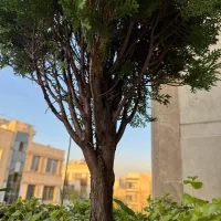 ادمین سایت ورد پرس و پنل دیجی کالا - خانم|استخدام رایانه و فناوری اطلاعات|تهران, یوسفآباد|دیوار