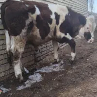 گوساله نر سیمنتال