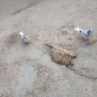 کبوتر|پرنده|اهواز, زرگان|دیوار