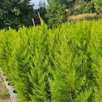 لاوسون کاج طلایی ریشه پرس سطل ۱۲