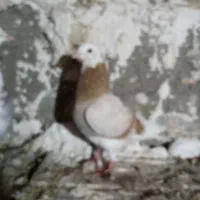 کفترماده شازده زرد دوتا ماده