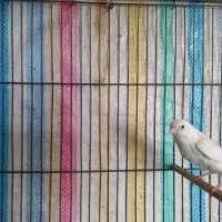 قناری نر مست سفید