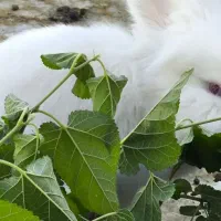 خرگوش پشمالو|موش و خرگوش|سراوان, |دیوار