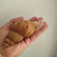 معاوضه حلزون ارایشی،مکمل ،خاک بستر ،خاویار