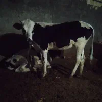 گوساله ماده چاق