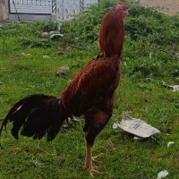 لاری دنگ بالا