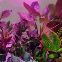 فروش گل خانگی/گلخونه ای/ارزان/ فوری تخفیف تا امروز