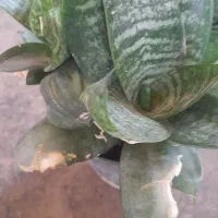 گل های سرحال