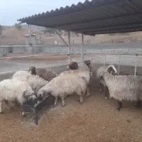 میش ابستن درجه یک مال داشتی|حیوانات مزرعه|سیوان, |دیوار