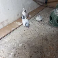 کفتر|حیوانات|قم, نیروگاه|دیوار