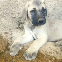 واگذاری توله سگ کانگال،