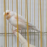 قناری موزائیکی مست مست فول|پرنده|کارون, |دیوار