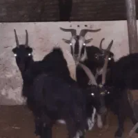 16راس بز خلج ابستن. میش. بره. بزغاله|حیوانات مزرعه|خاوران, |دیوار