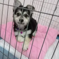 توله شیتزو اشپیتز|سگ|مشهد, شاهد (شهرک غرب)|دیوار