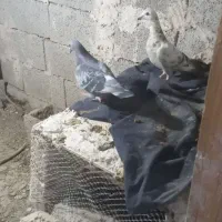 دوبرمسافتی