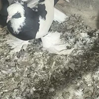 کبوتر|پرنده|تبریز, |دیوار