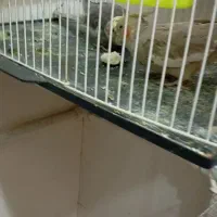 عروس هلندی|پرنده|مشهد, کوشش|دیوار