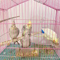 عروس‌های هلندی سالم و سرحال برای فروش