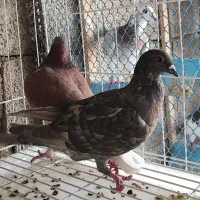 غوره ای با طاوسی|پرنده|برازجان, |دیوار