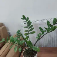 گل زاموفولیا ۱۰ غلاف