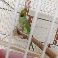 طوطی ملنگو نر جوان|پرنده|بهبهان, |دیوار