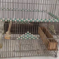 قفس سهره در بنی هاشمی