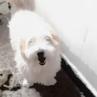 واگذاری پت یه نر یه ماده