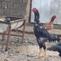 خروس لاری سیاە